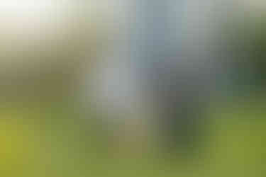 Family walking hand-in-hand across the stone bridge at Millennium Park A family of five walks together across a stone bridge surrounded by greenery in Naperville Millennium Park.