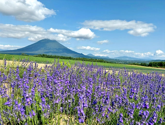 ホーム | ニセコラベンダー