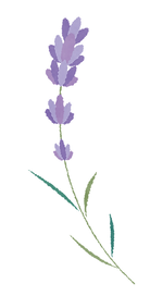 ラベンダーイラスト4_edited.png