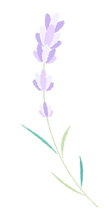 ラベンダーイラスト4_edited_edited.png