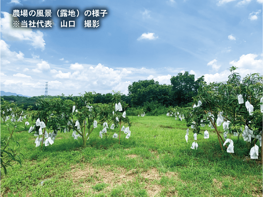 サムネイル： 【2026年7月収穫 数量限定】台湾台南市 玉井マンゴー　5kg