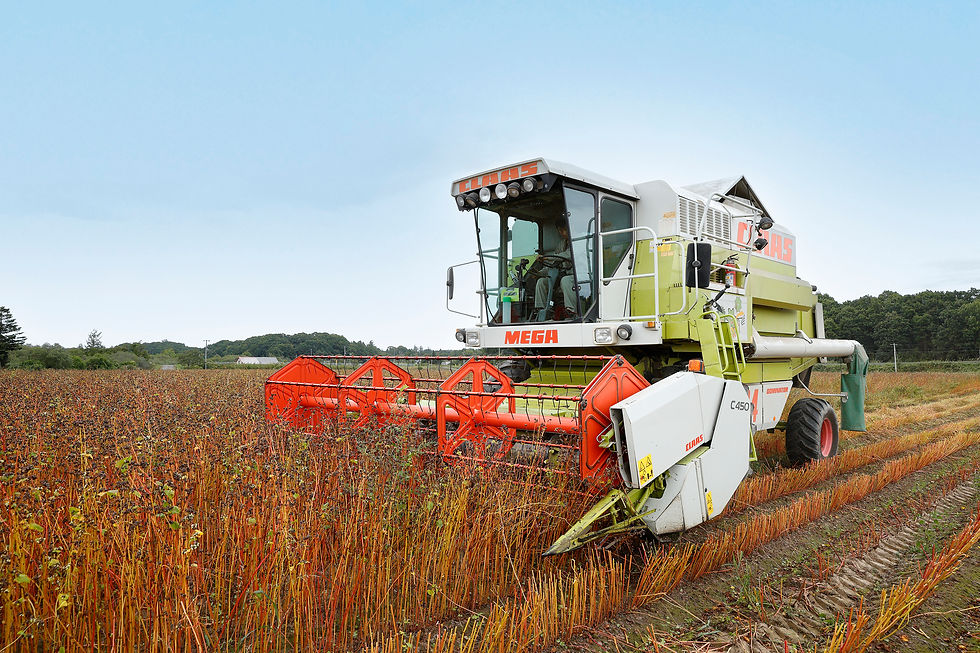 蕎麦収穫の様子