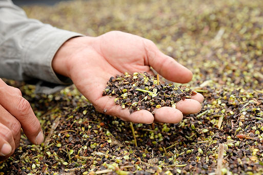 蕎麦の実をすくう森代表