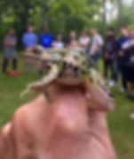 frog.jpeg