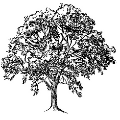 BeechTree Logo tree icon