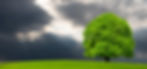single big beech tree on meadow at springtime with dramatic clouds