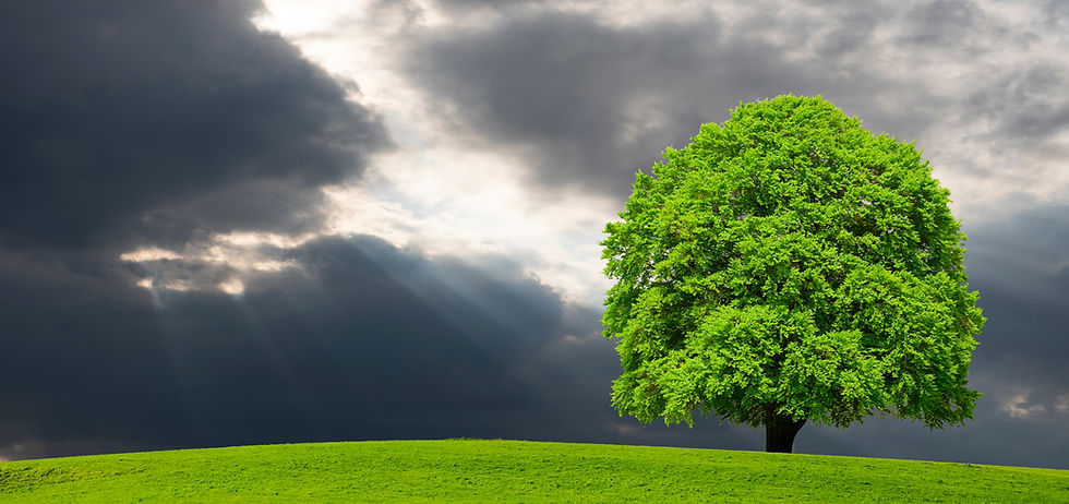 single big beech tree on meadow at springtime with dramatic clouds