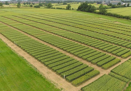 Pea trial drone view.jpg