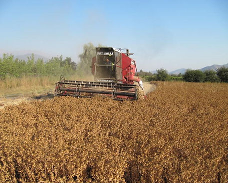 safflower chile harvest.jpg