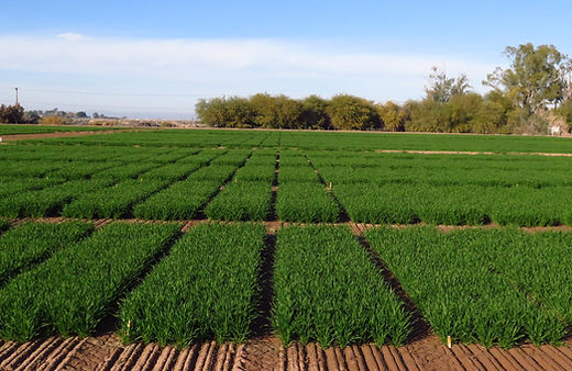 Wheat trials3.JPG