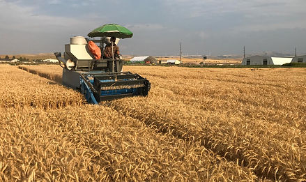 wheat ID7_edited.jpg