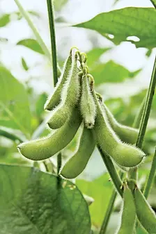 Soybeans.webp