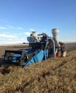 wheat harvest.jpg