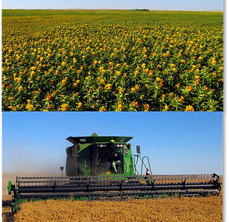 safflower field in bloom.png