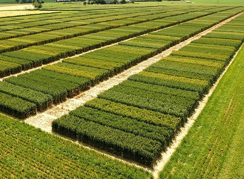 pea trials drone view2.jpg