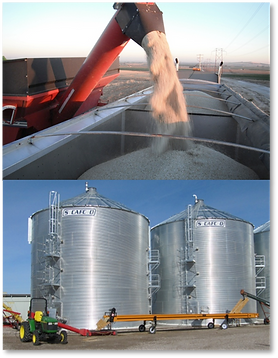 Safflower grain into truck and bins.png