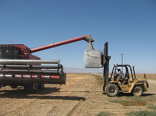 Combine loading big bag.jpg