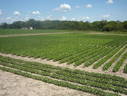 soybean2.jpg