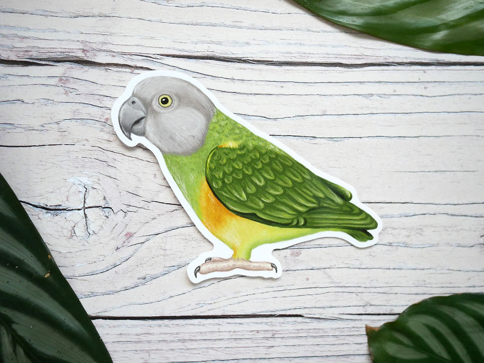Thumbnail: Silverpasta senegal parrot vinyl 10cm sticker