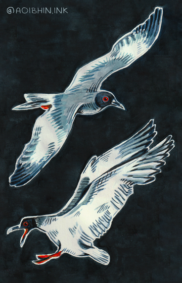 Night Gulls