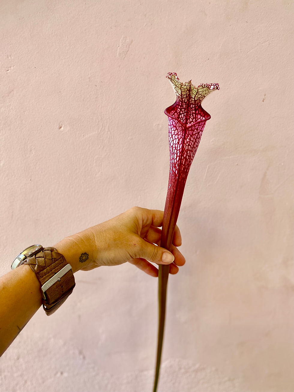 Miniatura: Sarracenia