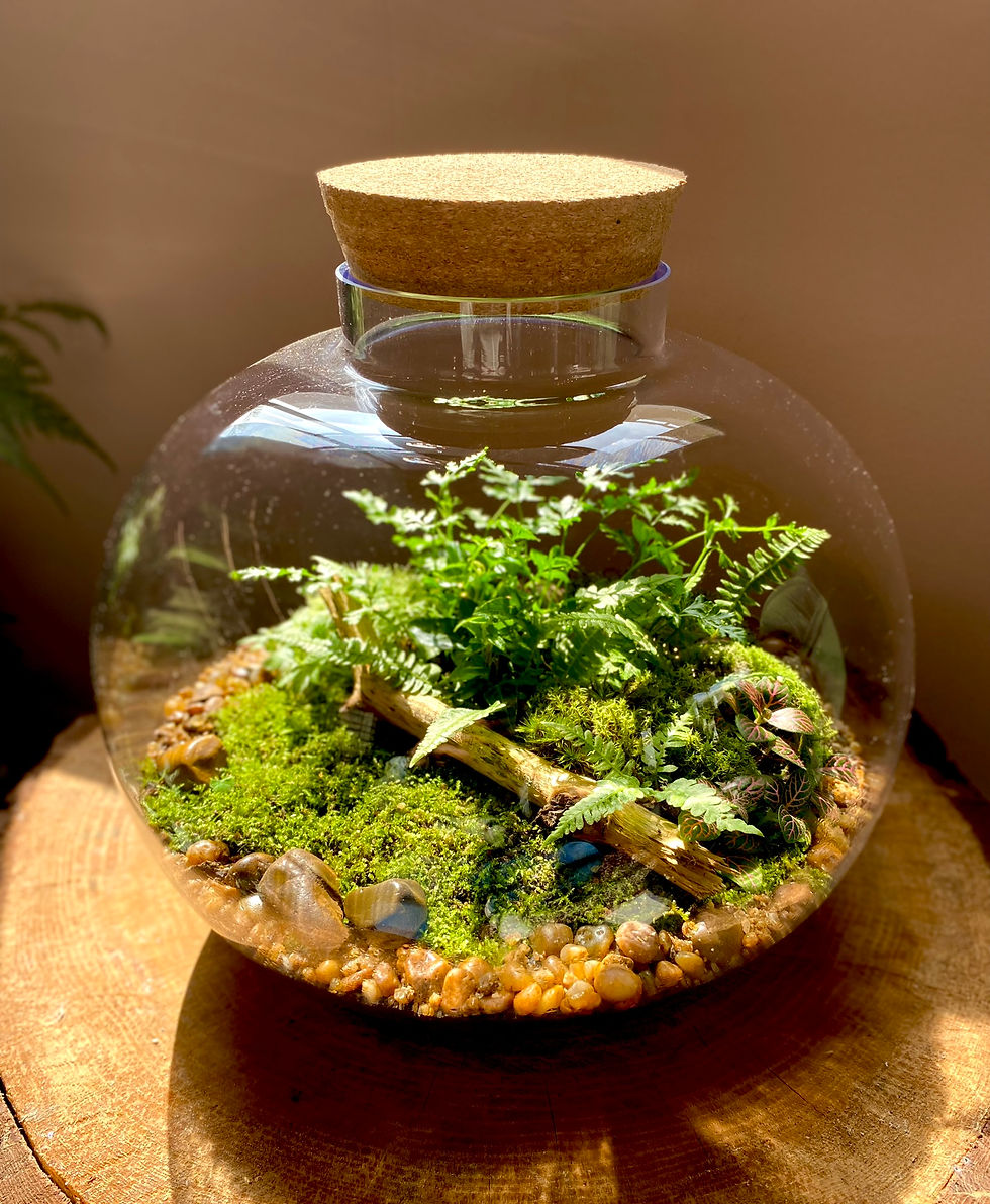 Terrário