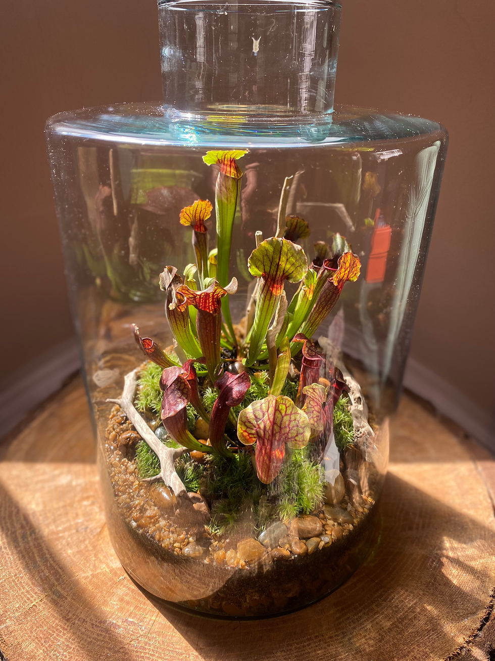 Miniatura: Terrário