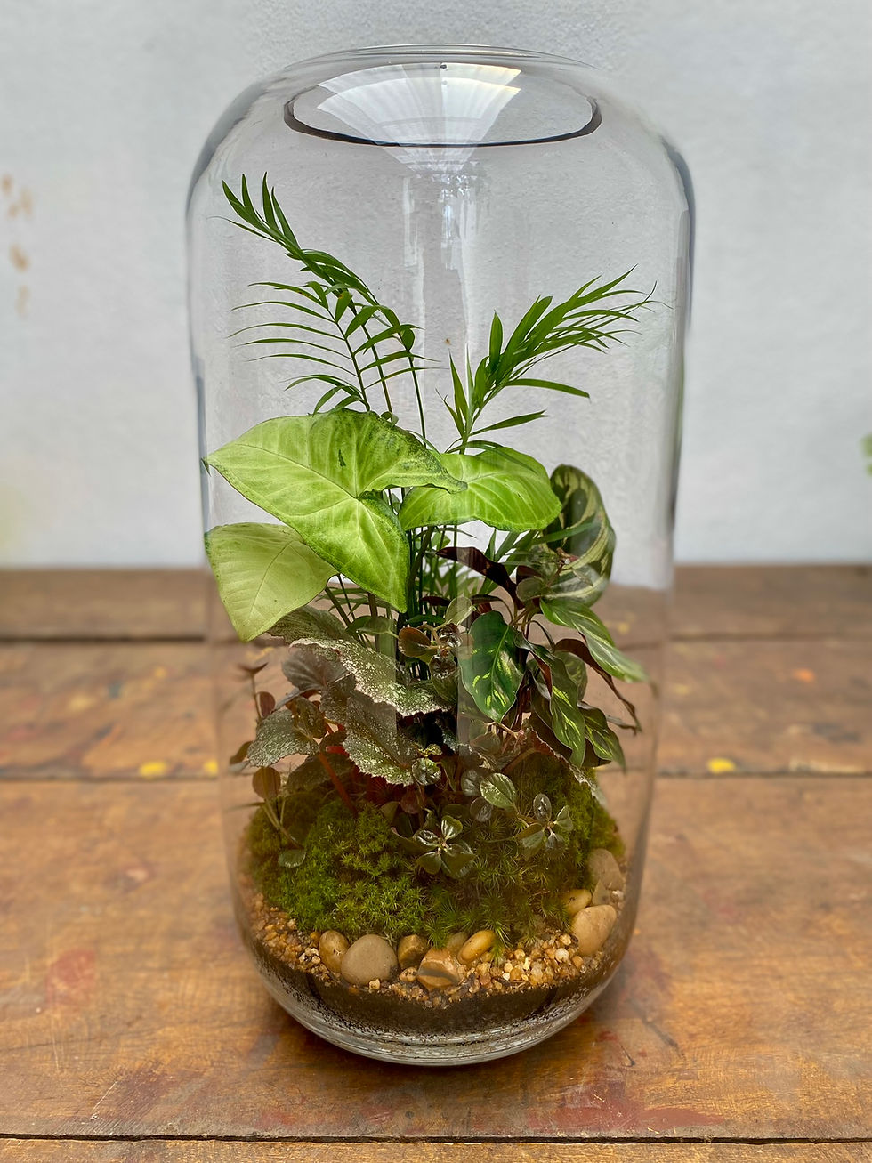 Miniatura: Terrário