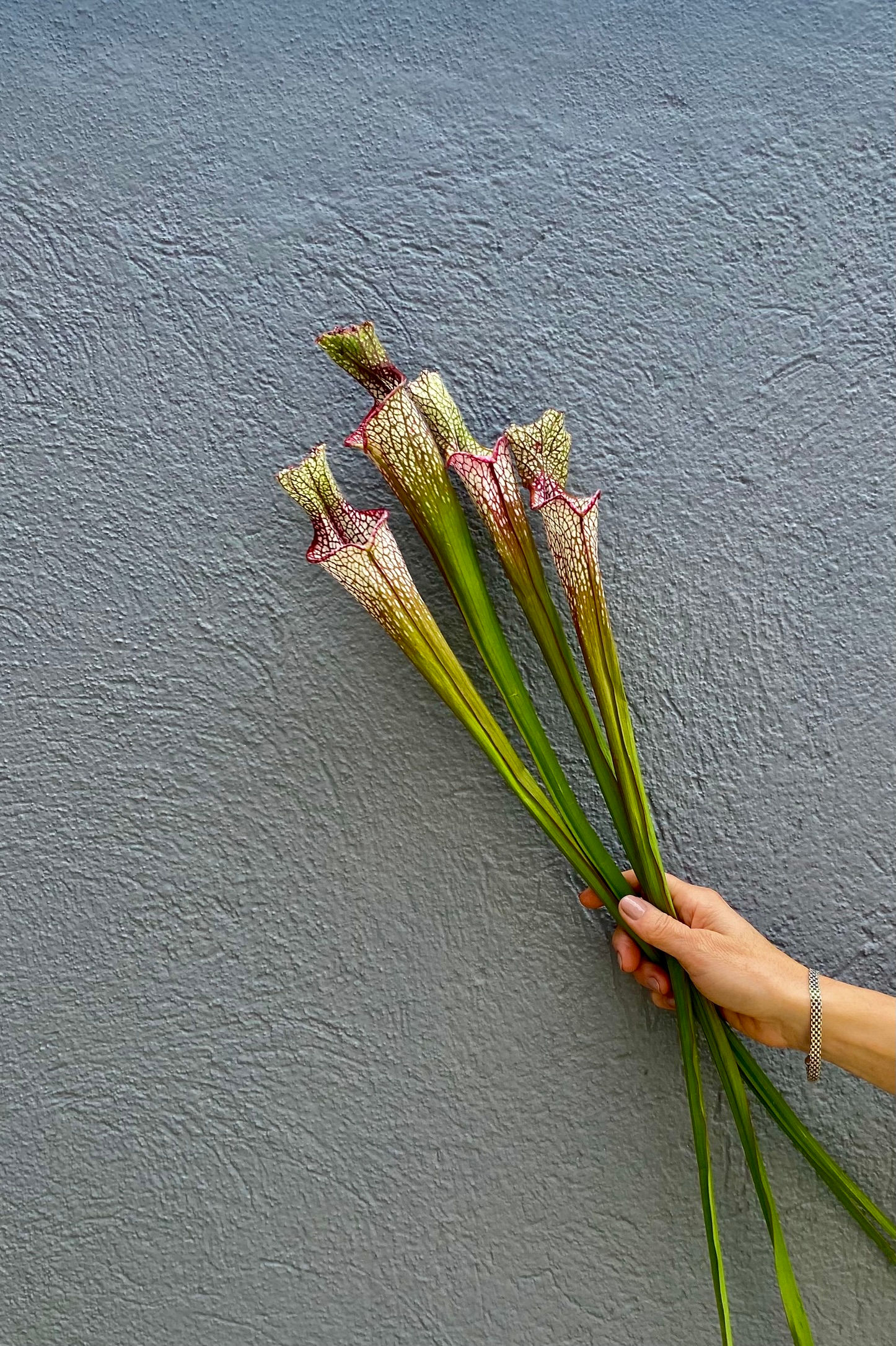 Sarracenia
