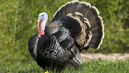 El guajolote es mexicano