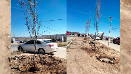Reforestación en Parral Chihuahua