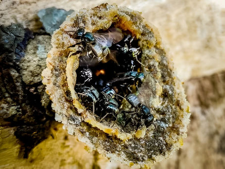 Kiwitáxkat’: las abejas sagradas de los totonacas que dan miel sin aguijón