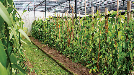 La vainilla tiene raíces mexicanas