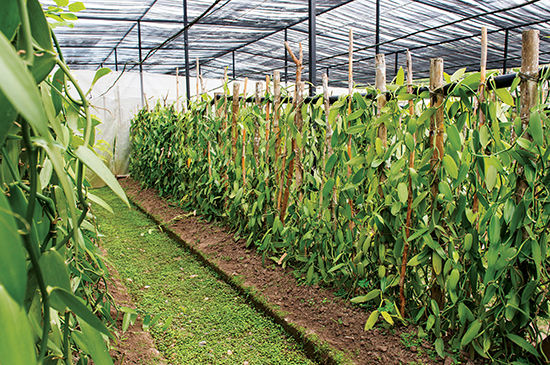 La vainilla tiene raíces mexicanas