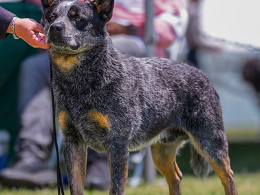 ACD Psych front stack.jpg