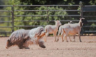 herding matilda ahba.jpg