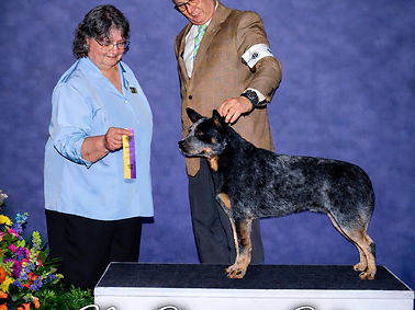 ACD Colt New CH pic.jpg
