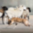 Kelpie Cole sheep 2.jpg