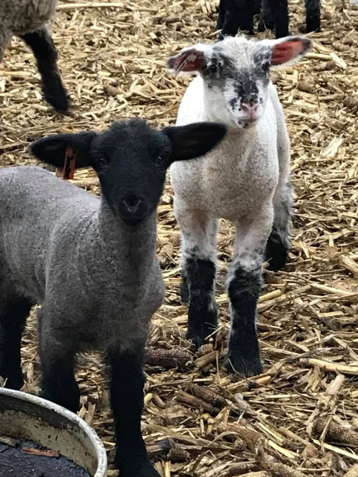 speckled face and dark