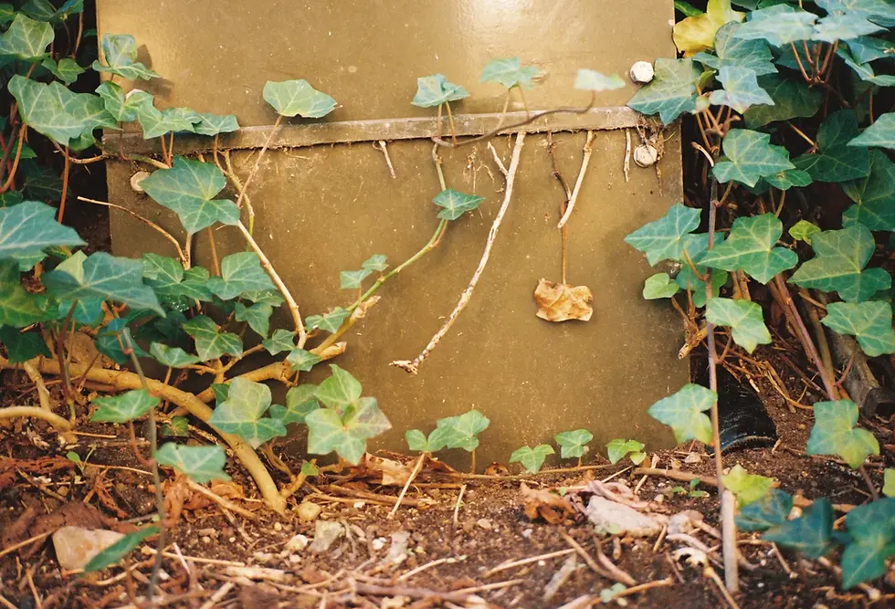 Thumbnail: Contax T2 + film + batteri + 6 måneders garanti