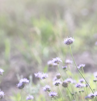 Design uden navn (15).png