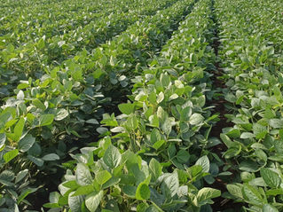 A STINE szója a 2025-ös próbaév tapasztalatai alapján szakmailag megalapozott, hosszú távon is életképes alternatívát jelent a hazai szójatermesztésben. A jelenleg forgalmazott két fajta – a 07P32 és a 11N20 – eltérő érésidejük ellenére közös értékeket képviselnek: stabil teljesítmény, jó stressztűrés és biztonságos betakaríthatóság.