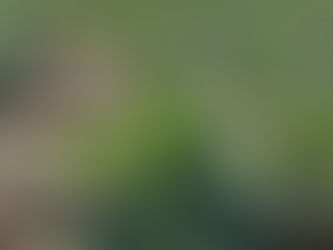 IDUL A TAVASZ ÉS VELE EGYÜTT A REPCE NÖVÉNYVÉDELMI SZEZON