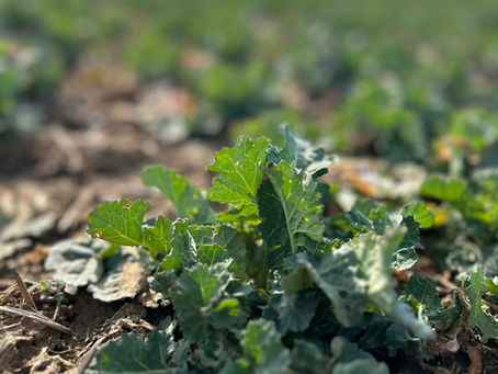 IDUL A TAVASZ ÉS VELE EGYÜTT A REPCE NÖVÉNYVÉDELMI SZEZON