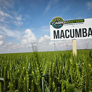 MACUMBA HH (Biosild Extra 2l/t; Indigo 30 WD 0,7 l/t)