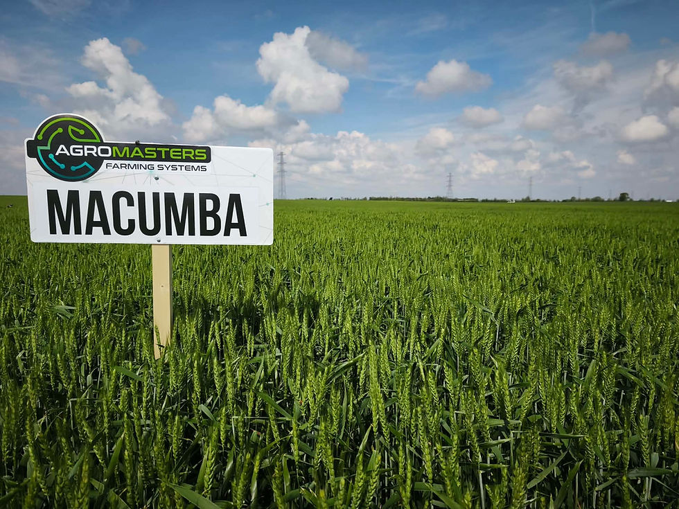 Indexkép: MACUMBA (Biosild Extra 2l/t; Indigo 30 WD 0,7 l/t)