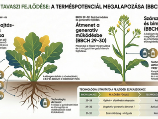 Repce technológia tavaszi fejlettségben