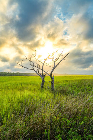 Bald Head Island Marsh Tree Photography Art