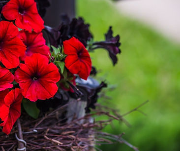 Petunia Flower.jpg