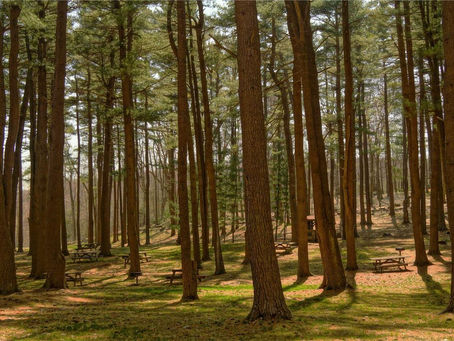 Lose Weight Naturally in 2026: The Truth About Fad Diets